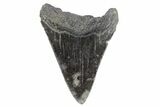 Fossil Megalodon Tooth - South Carolina #170458-1